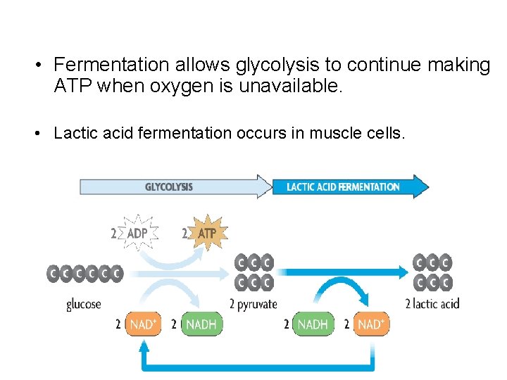  • Fermentation allows glycolysis to continue making ATP when oxygen is unavailable. •