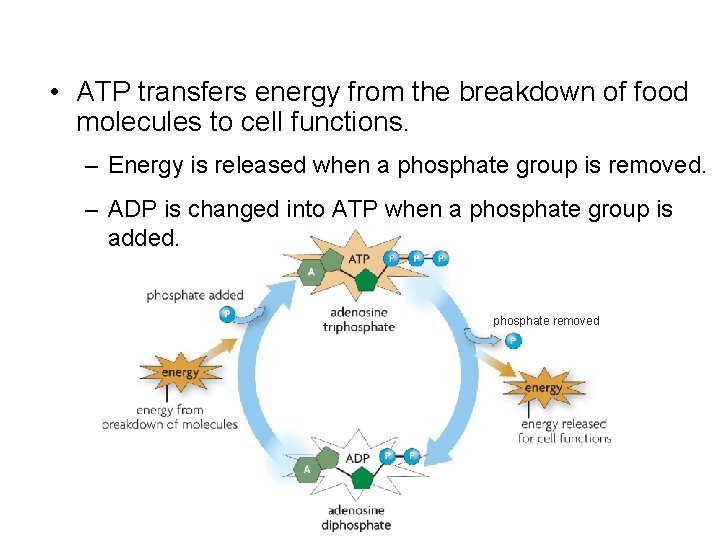  • ATP transfers energy from the breakdown of food molecules to cell functions.