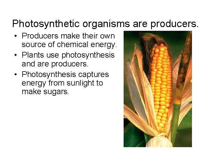 Photosynthetic organisms are producers. • Producers make their own source of chemical energy. •