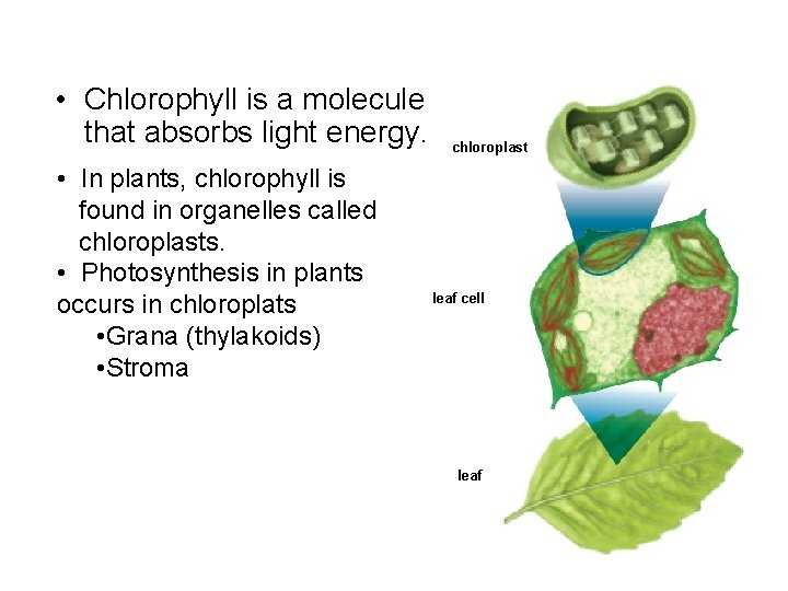  • Chlorophyll is a molecule that absorbs light energy. • In plants, chlorophyll
