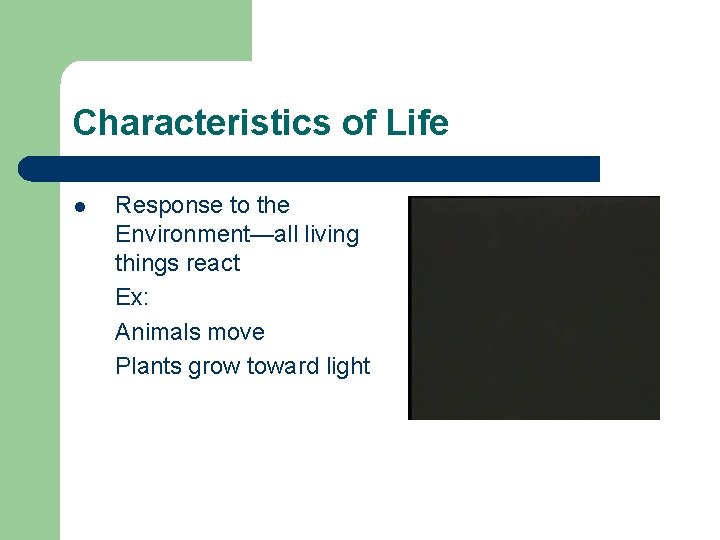 Characteristics of Life l Response to the Environment—all living things react Ex: Animals move