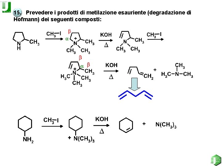 15. Prevedere i prodotti di metilazione esauriente (degradazione di Hofmann) dei seguenti composti: 