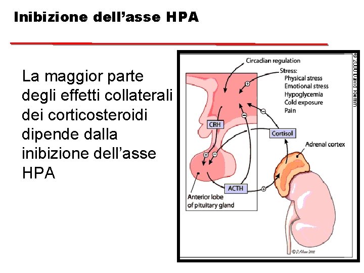 Inibizione dell’asse HPA La maggior parte degli effetti collaterali dei corticosteroidi dipende dalla inibizione