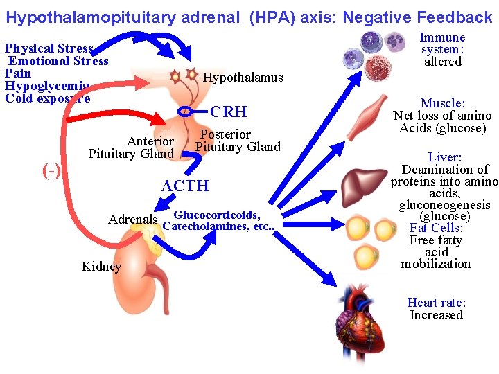 Hypothalamopituitary adrenal (HPA) axis: Negative Feedback Immune system: altered Physical Stress Emotional Stress Pain