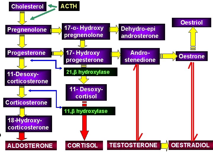 Cholesterol ACTH Pregnenolone 17 -α- Hydroxy pregnenolone Dehydro-epi androsterone Progesterone 17 - Hydroxy progesterone