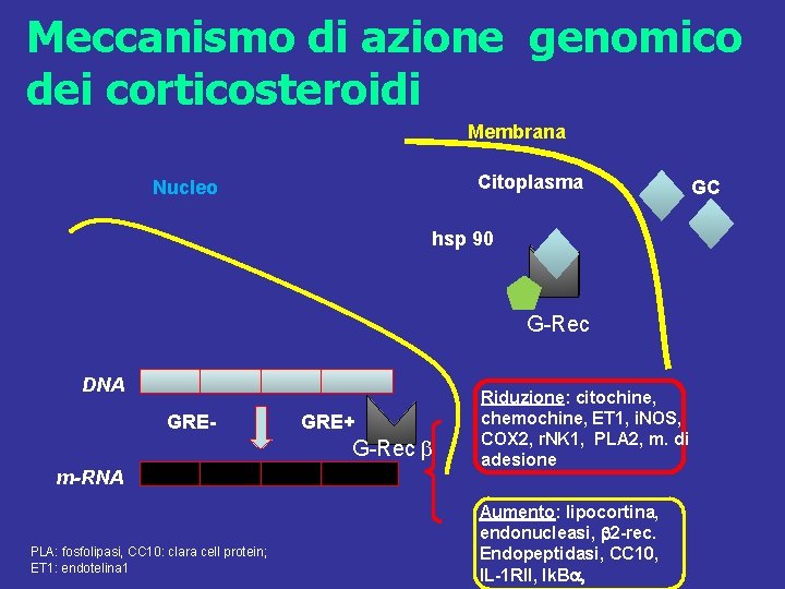 Meccanismo di azione genomico dei corticosteroidi Membrana Citoplasma Nucleo hsp 90 G Rec DNA