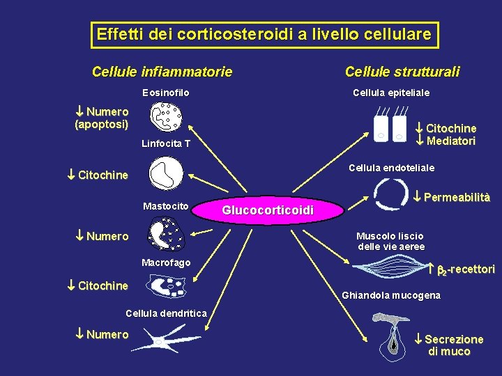 Effetti dei corticosteroidi a livello cellulare Cellule infiammatorie Eosinofilo Cellule strutturali Cellula epiteliale Numero