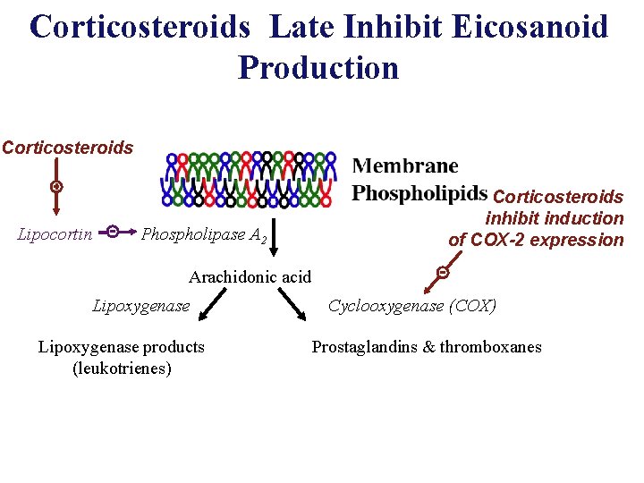 Corticosteroids Late Inhibit Eicosanoid Production Corticosteroids Lipocortin Phospholipase A 2 Corticosteroids inhibit induction of