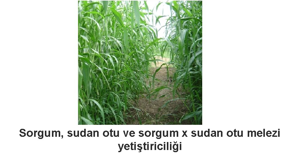 Sorgum, sudan otu ve sorgum x sudan otu melezi yetiştiriciliği 