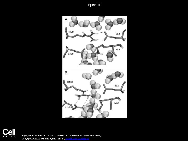 Figure 10 Biophysical Journal 2002 83763 -775 DOI: (10. 1016/S 0006 -3495(02)75207 -7) Copyright