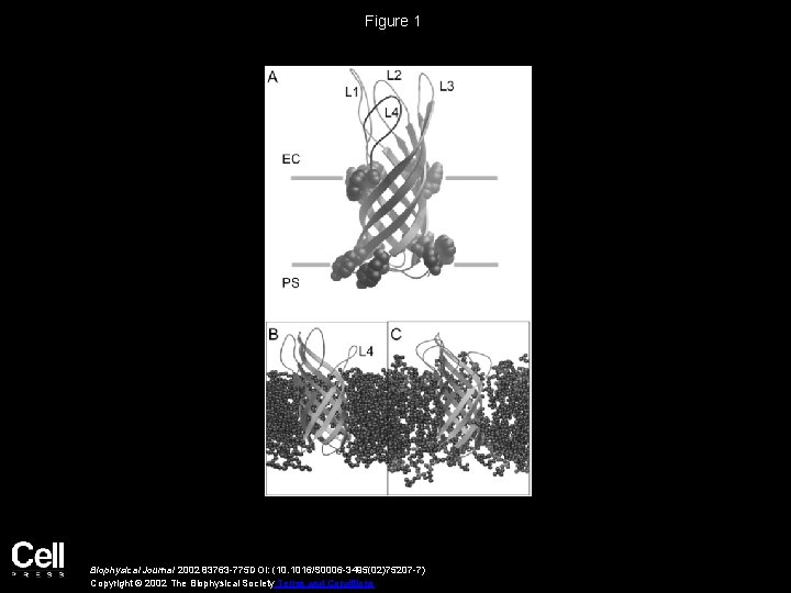 Figure 1 Biophysical Journal 2002 83763 -775 DOI: (10. 1016/S 0006 -3495(02)75207 -7) Copyright