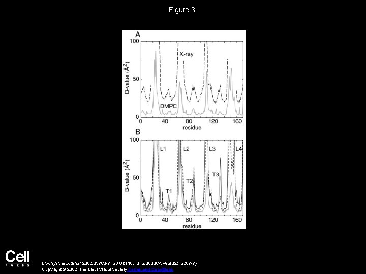 Figure 3 Biophysical Journal 2002 83763 -775 DOI: (10. 1016/S 0006 -3495(02)75207 -7) Copyright