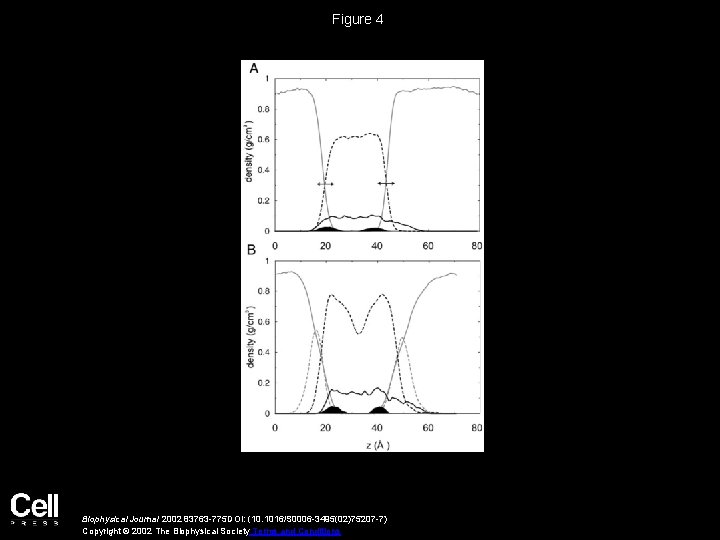 Figure 4 Biophysical Journal 2002 83763 -775 DOI: (10. 1016/S 0006 -3495(02)75207 -7) Copyright