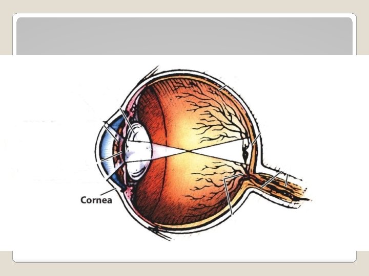 Parts of the Eye – Cornea 