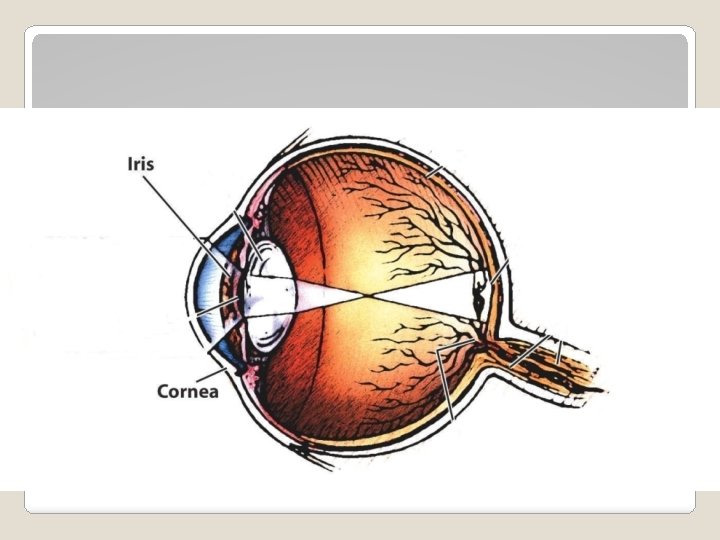 Parts of the Eye - Iris 