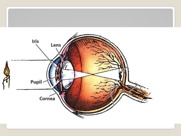 Parts of the Eye - Lens 