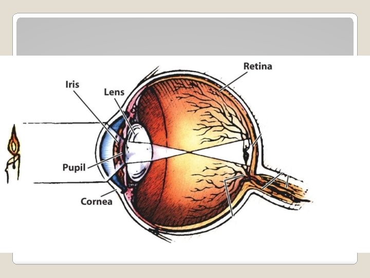 Parts of the Eye - Retina 