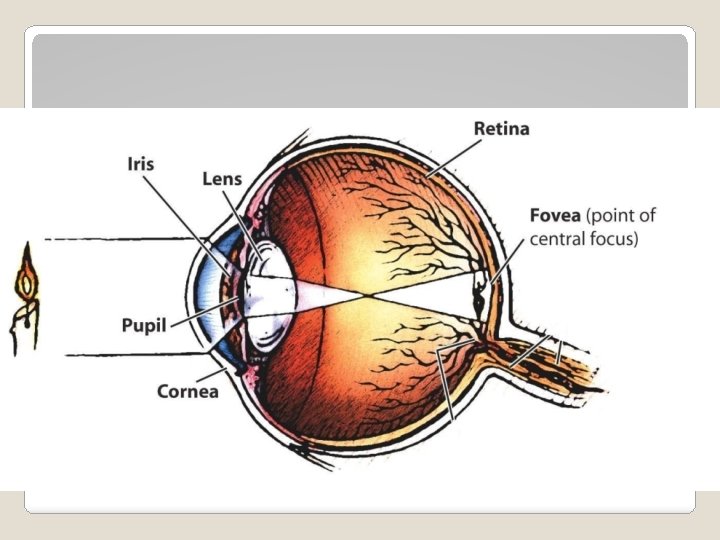 Parts of the Eye - Fovea 