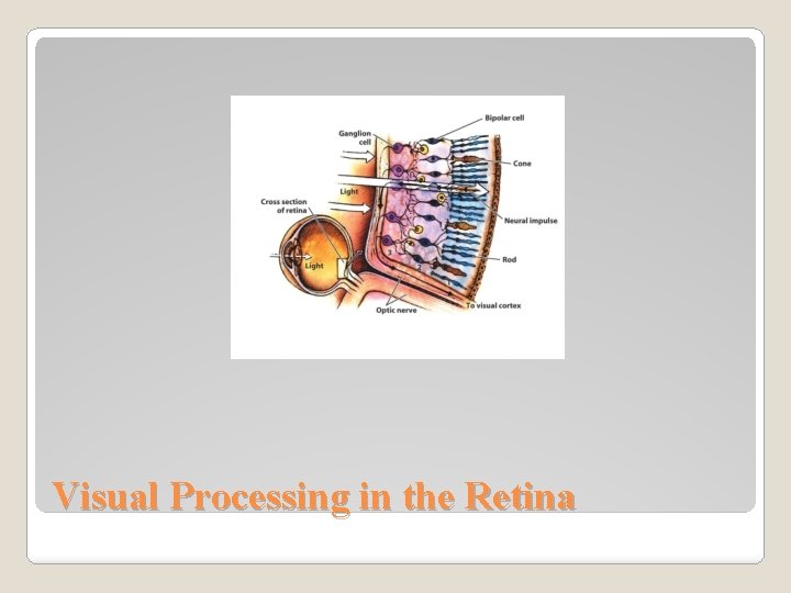 Visual Processing in the Retina 