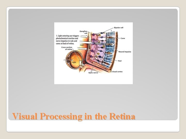 Visual Processing in the Retina 