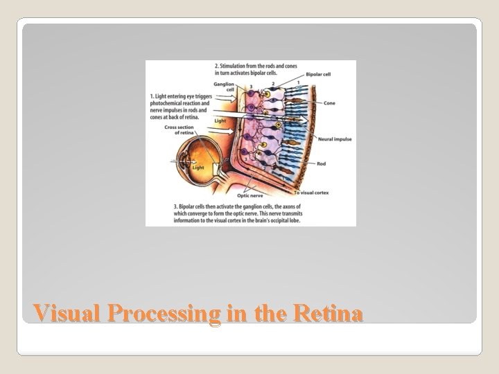 Visual Processing in the Retina 