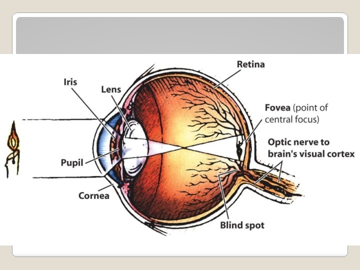 Parts of the Eye – Blind Spot 