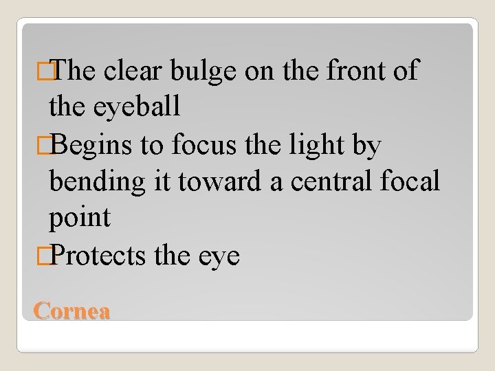 �The clear bulge on the front of the eyeball �Begins to focus the light
