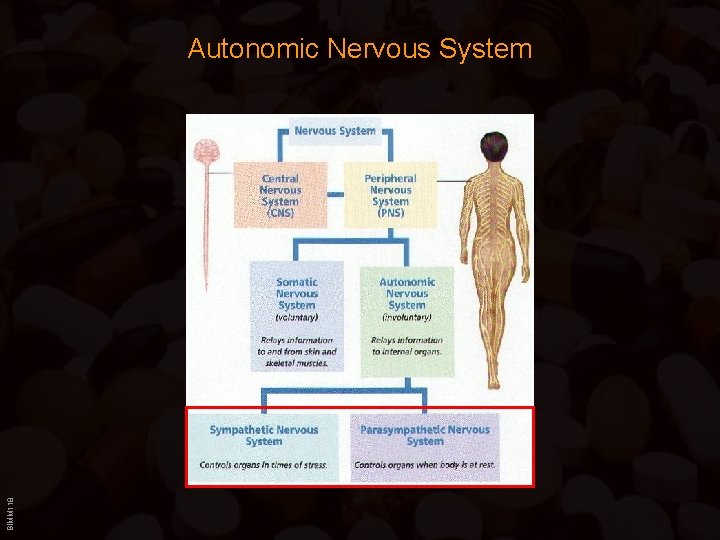 BIMM 118 Autonomic Nervous System 