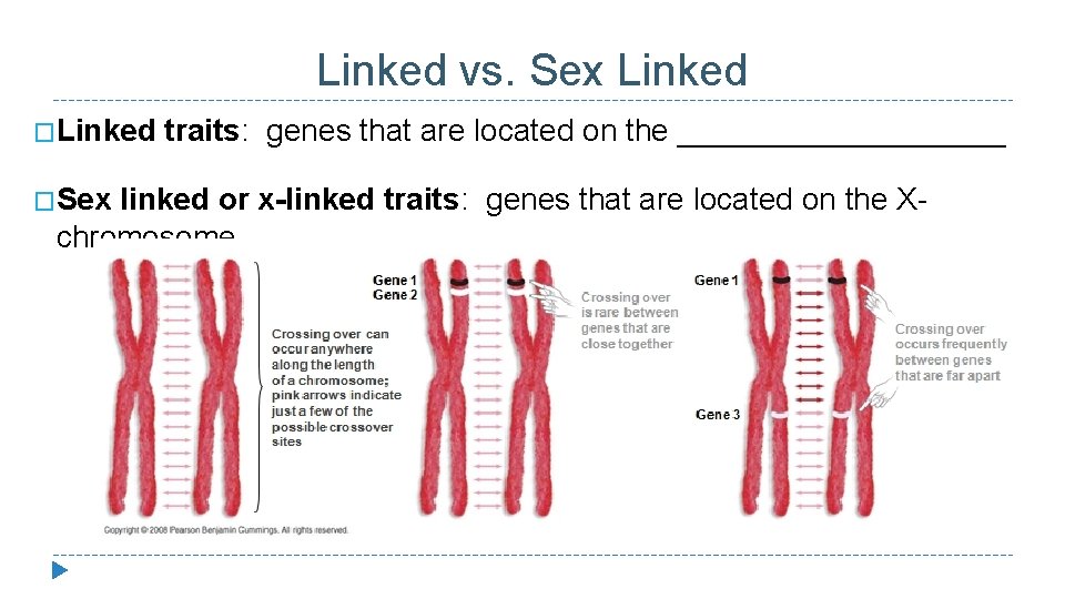 Linked vs. Sex Linked �Sex traits: genes that are located on the __________ linked