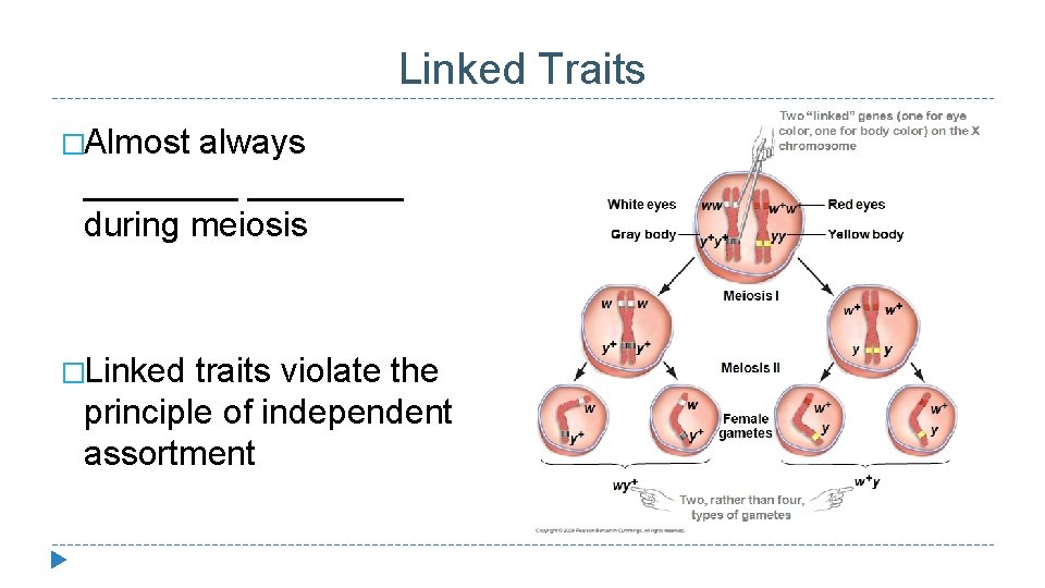 Linked Traits �Almost always ________ during meiosis �Linked traits violate the principle of independent