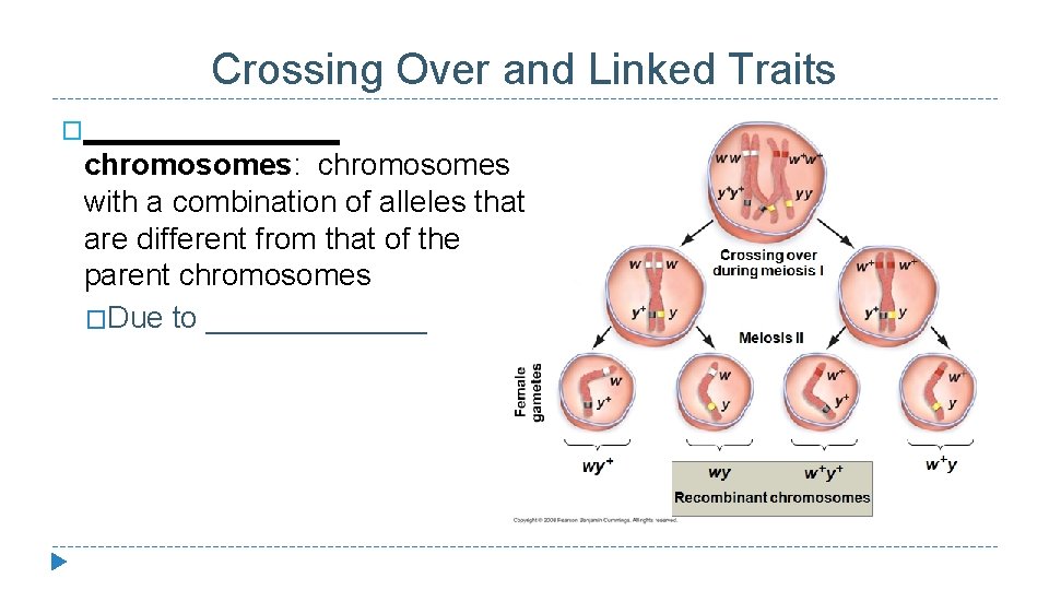 Crossing Over and Linked Traits �________ chromosomes: chromosomes with a combination of alleles that