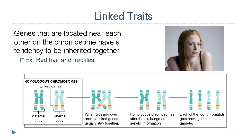 Linked Traits Genes that are located near each other on the chromosome have a
