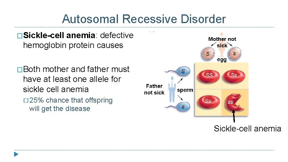 Autosomal Recessive Disorder �Sickle-cell anemia: defective hemoglobin protein causes �Both mother and father must