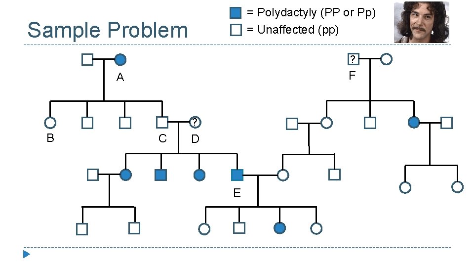 = Polydactyly (PP or Pp) = Unaffected (pp) Sample Problem ? F A ?