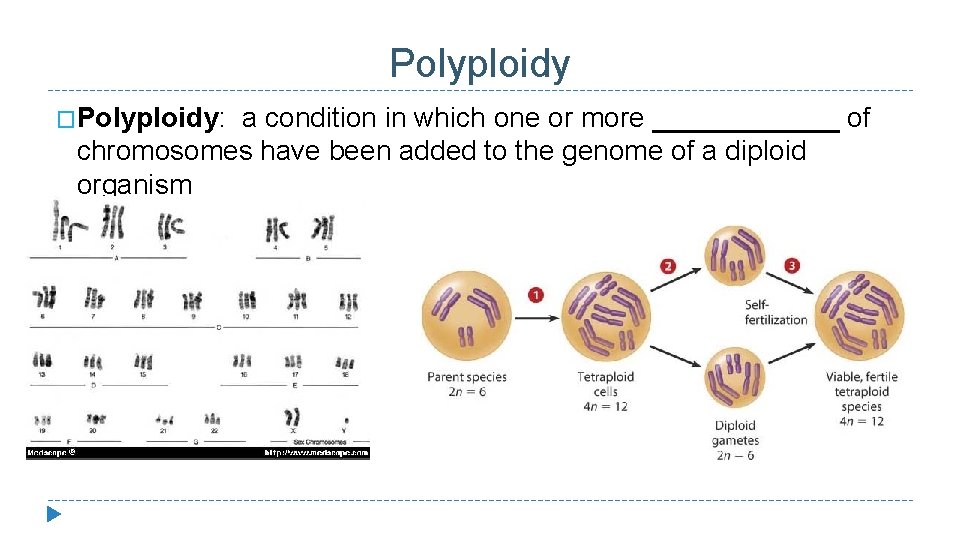 Polyploidy �Polyploidy: a condition in which one or more ______ of chromosomes have been