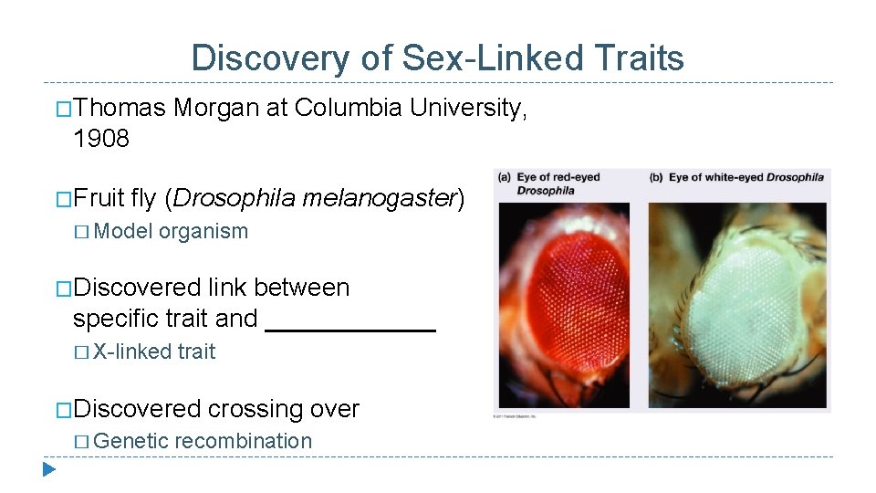 Discovery of Sex-Linked Traits �Thomas Morgan at Columbia University, 1908 �Fruit fly (Drosophila melanogaster)