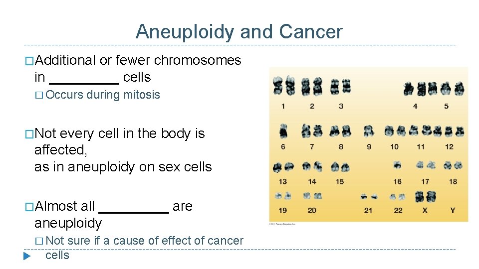 Aneuploidy and Cancer �Additional or fewer chromosomes in _____ cells � Occurs during mitosis