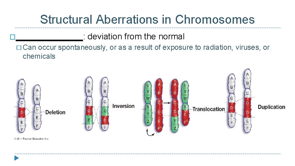 Structural Aberrations in Chromosomes �_______: � Can deviation from the normal occur spontaneously, or