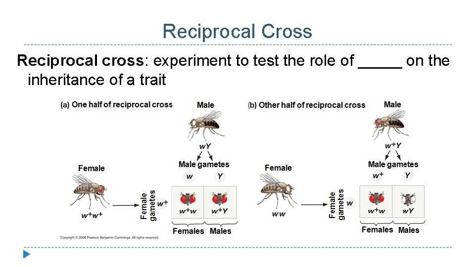 Reciprocal Cross Reciprocal cross: experiment to test the role of _____ on the inheritance