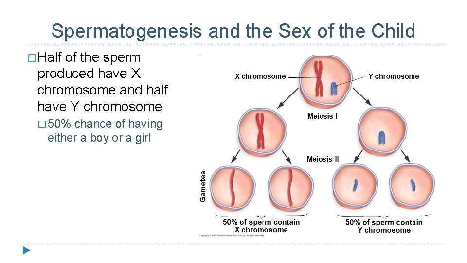 Spermatogenesis and the Sex of the Child �Half of the sperm produced have X