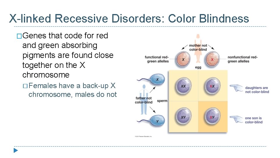 X-linked Recessive Disorders: Color Blindness �Genes that code for red and green absorbing pigments