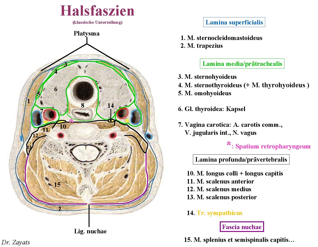 Halsfaszien (klassische Unterteilung) Platysma 1 Lamina media/prätrachealis 3. M. sternohyoideus 4. M. sternothyroideus (+ Halsfaszien (klassische Unterteilung) Platysma 1 Lamina media/prätrachealis 3. M. sternohyoideus 4. M. sternothyroideus (+