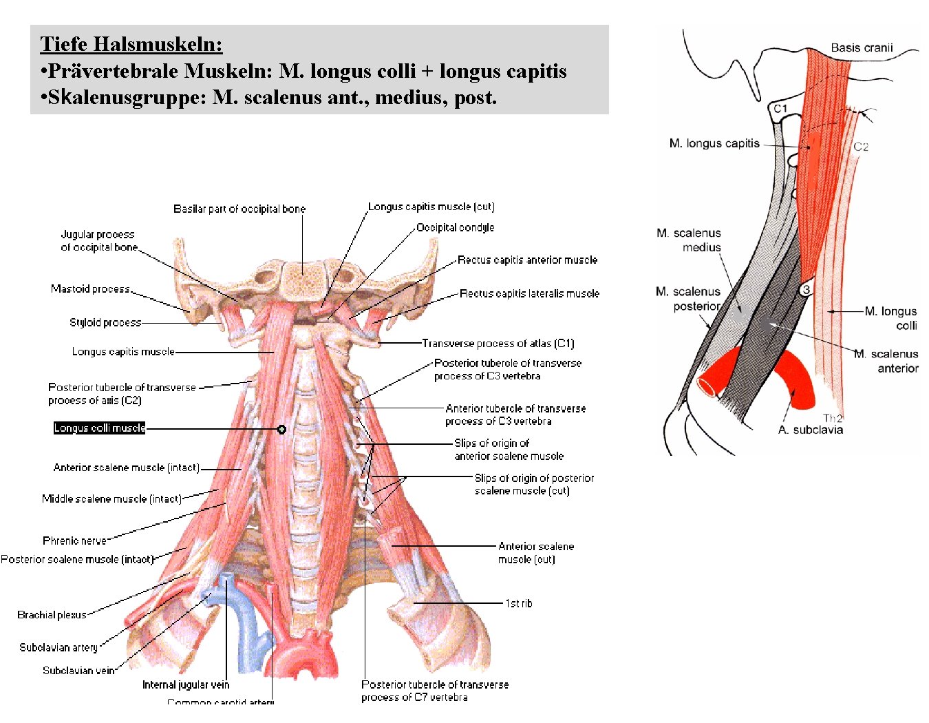 Tiefe Halsmuskeln: • Prävertebrale Muskeln: M. longus colli + longus capitis • Skalenusgruppe: M. Tiefe Halsmuskeln: • Prävertebrale Muskeln: M. longus colli + longus capitis • Skalenusgruppe: M.