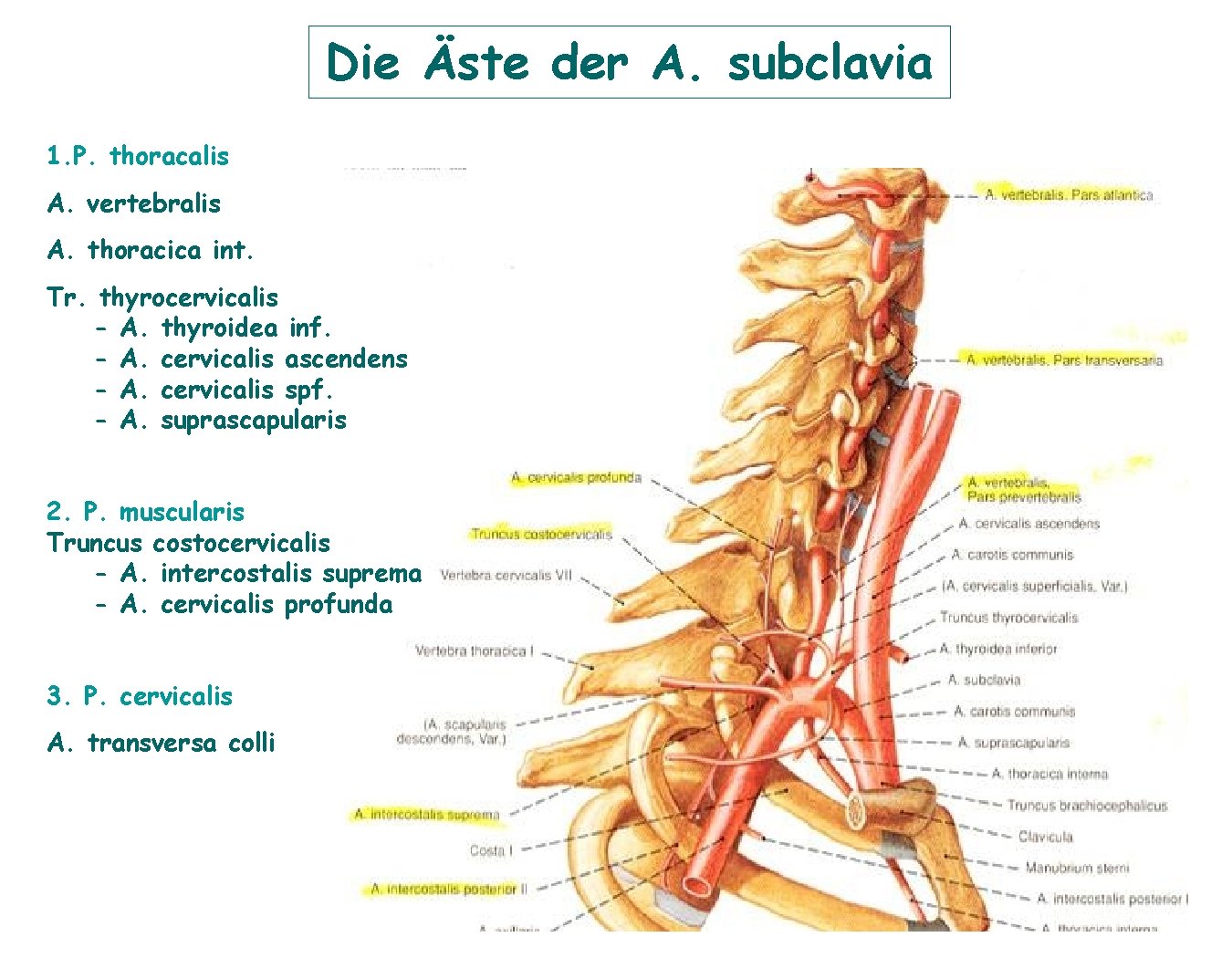 Die Äste der A. subclavia 1. P. thoracalis A. vertebralis A. thoracica int. Tr. Die Äste der A. subclavia 1. P. thoracalis A. vertebralis A. thoracica int. Tr.