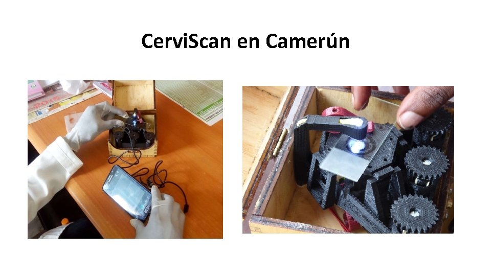Cervi. Scan en Camerún 