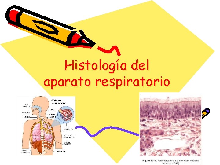 Histología del aparato respiratorio 