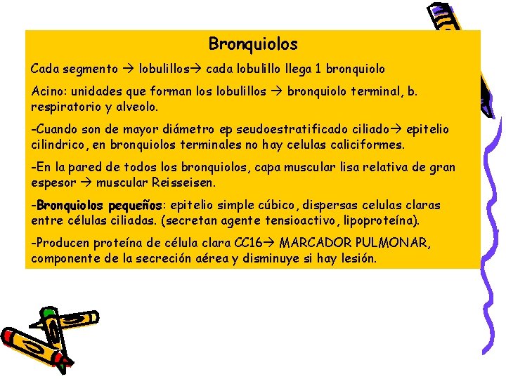Bronquiolos Cada segmento lobulillos cada lobulillo llega 1 bronquiolo Acino: unidades que forman los