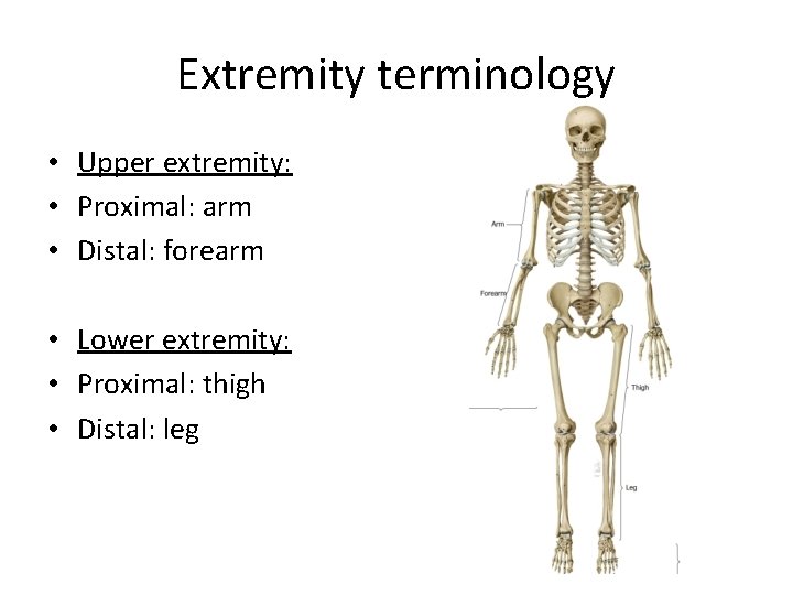 Extremity terminology • Upper extremity: • Proximal: arm • Distal: forearm • Lower extremity: