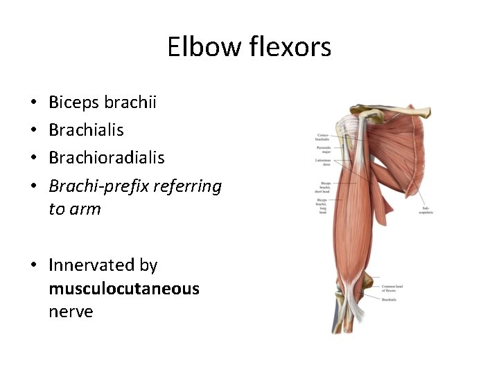 Elbow flexors • • Biceps brachii Brachialis Brachioradialis Brachi-prefix referring to arm • Innervated