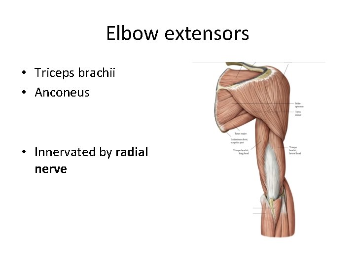 Elbow extensors • Triceps brachii • Anconeus • Innervated by radial nerve 